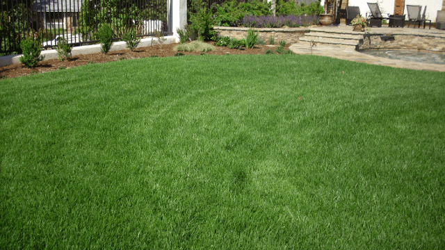 planting Fescue splash image