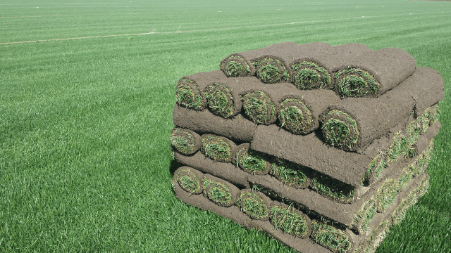 Sod grass clearance